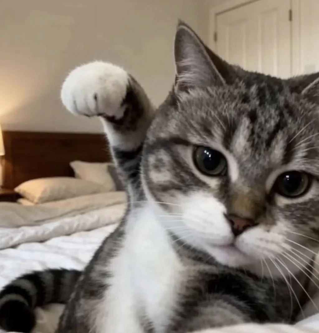 Ollie the grey tabby cat with a raised paw
